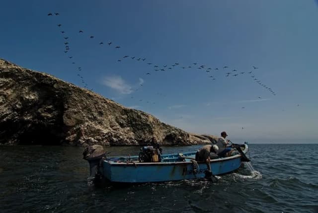 Programa marino