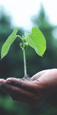 person holding a green plant